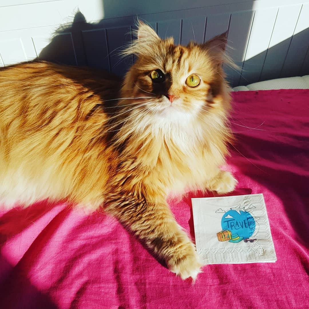 servilleta blanca personalizada 20x20